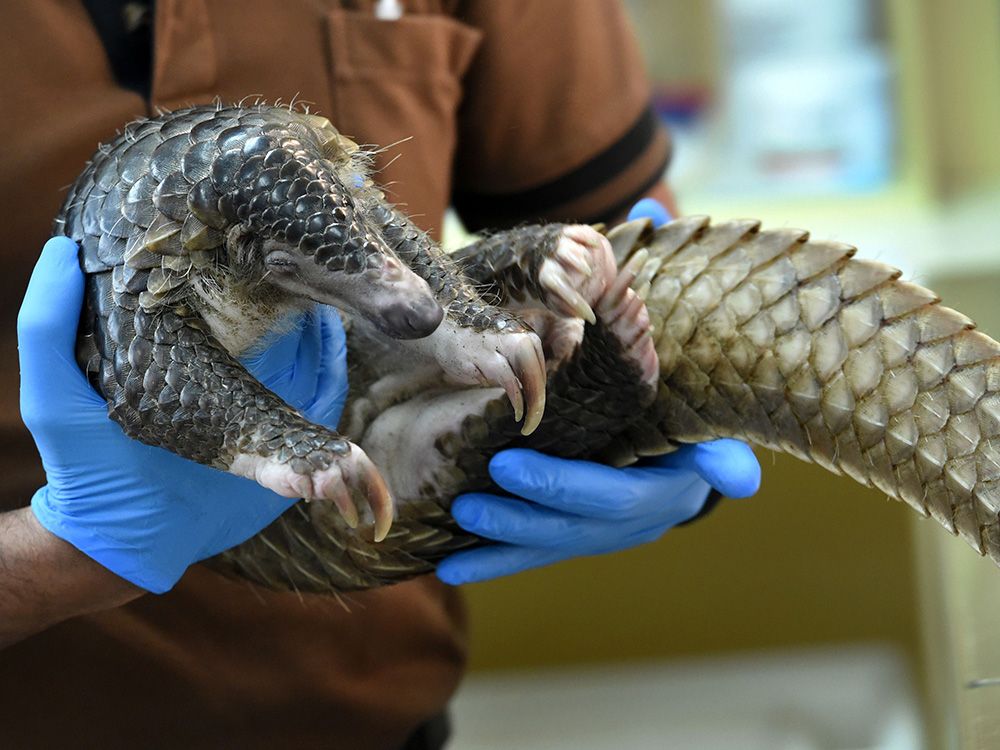 Nearly 400 Endangered Baby Crocodiles Saved from Becoming Purses in China