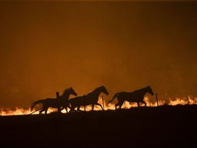 Horses panic as a spot fire runs through the property of Lawrence and Clair Cowie on February 01, 2020 near Canberra, Australia.