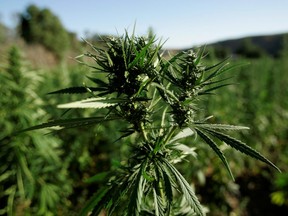 Marijuana plants grow near a road in the Rif region, near Chefchaouen, Morocco, August 11, 2008.