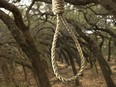 Rope noose in woods on a tree.