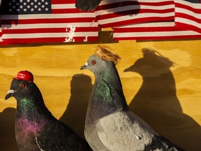 A group glued a tiny Make America Great Again hat and a Donald Trump wig on Las Vegas pigeons.