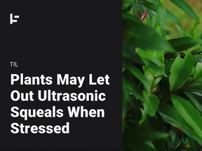 Plants may let out ultrasonic squeals when stressed.