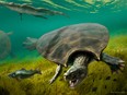 The huge extinct freshwater turtle Stupendemys geographicus, that lived in lakes and rivers in northern South America during the Miocene Epoch.