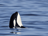 An orca surfaces in the Strait of Georgia in British Columbia.