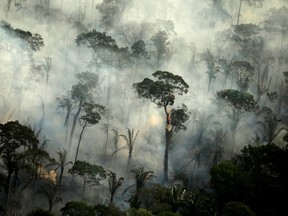 Deforestation and wildfires contribute to an increase in dying trees, but scientists say it's more than human damage that is affecting tropical forests.