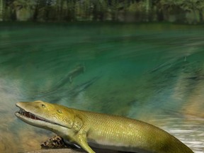 Quebec researchers have found a fossil that they say is one of the first animals to climb out of the ancient seas to live on land.They add the fins of the 350-million-year-old fish, shown in a handout, contain finger-like bones that are probably the origin of the human hand.
