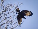 Die späte Nachmittagssonne strahlt auf diesem undatierten Aktenfoto von den Flügeln der Krähe, die in Charlottetown in die Luft fliegt.