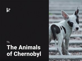 What happened to the animals left behind after the Chernobyl disaster?
