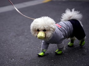A dog wearing face mask is seen on a street as the country is hit by an outbreak of the novel coronavirus, in Shanghai, China March 2, 2020.