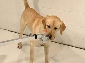 Poncho, a yellow Labrador retriever, is training to detect the scent of the coronavirus as part of a University of Pennsylvania study.