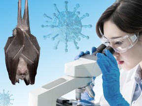 scientist researching on covid-19, bat, coronavirus