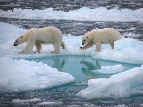 The new study on Artic Ocean ice predicts that a stunning change will have happened even before the middle of the current century.