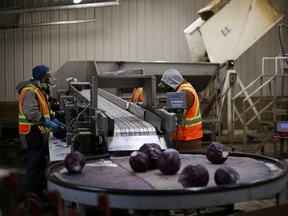 Migrant workers wear masks and practice social distancing to help slow the spread of the coronavirus disease (COVID-19) while trimming red cabbage at Mayfair Farms in Portage la Prairie, Manitoba, Canada April 28, 2020.