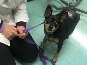 A nine-year-old miniature pinscher named Zoey is shown at the Central Nova Animal Hospital in Truro, N.S., in this recent handout photo.