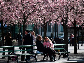 People sit under cherry blossom trees in a park in Stockholm on April 1.