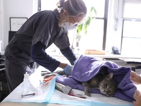 Home veterinarian Wendy Jane McCulloch examines cat 8-year-old Ivy at the closed Botanica Inc. office as she makes client home visits, which have additional safety protocols in recent weeks during the spread of coronavirus disease (COVID-19) outbreak, in Manhattan, New York City, U.S., March 31, 2020.