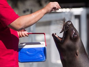 A sea lion is fed a fish by marine mammal trainer Billy Lasby during a demonstration at the Vancouver Aquarium's new Steller's Bay exhibit in Vancouver, B.C., on Thursday, July 6, 2017.