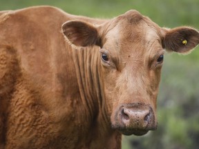 Cows and their calves graze in a pasture on a farm near Cremona, Alta., Wednesday, June 26, 2019.