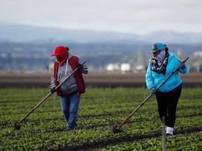 Migrant workers clean fields amid an outbreak of the coronavirus, in the Salinas Valley near Salinas, Calif., on March.