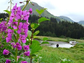 A fireweed blossoms next to Monashka Creek as fishermen cast lines from the banks of the creek in Kodiak, Alaska on August 15, 2012.