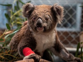 A koala displaced and injured by Australia’s bushfire crisis is seen at the campus of Australian National University (ANU), where researchers are taking care of 11 injured koalas from the various fire grounds in the region, in Canberra, Australia, January 29, 2020.