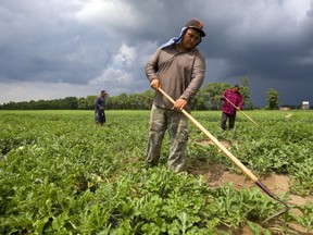 Migrant workers from Mexico weed a watermelon field just west of Komoka, Ont., in 2018.