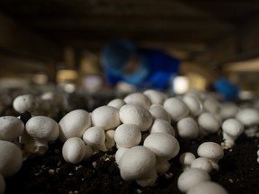 Mushroom farmers in Canada have been struggling with oversupply.