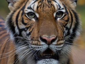 Nadia, a 4-year-old female Malayan tiger at the Bronx Zoo, that the zoo said on April 5, 2020 has tested positive for coronavirus disease (COVID-19) is seen in an undated handout photo provided by the Bronx zoo in New York.