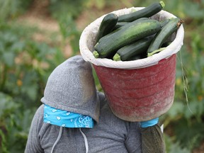 A farm worker harvests zucchini in Florida.