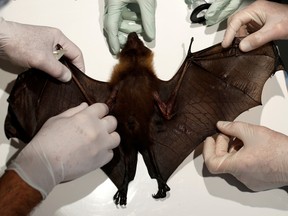 Zoo veterinarian Thierry Petit takes a sample, for research on the coronavirus, from a bat at the Palmyre Zoo in southwestern France.