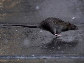 The researchers are homing in on the spread of coronavirus mutations, potentially because of rats.