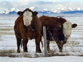 Cattle pause as they graze winter pasture in the foothills of the Canadian Rockies near Longview, Alta., in 2004.