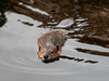 A file photo of a beaver.