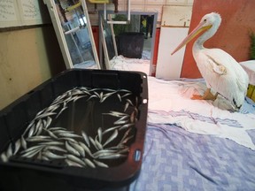 A endangered American white pelican is pictured at wildlife rescue in Burnaby, B.C., Friday, November, 1, 2019.