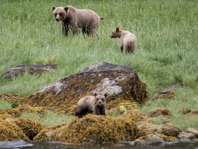 A grizzly bear and its two cubs are seen in the Khutzeymateen Inlet near Prince Rupert, B.C., Friday, June, 22, 2018.