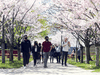 People take advantage of a warm spring day to look at cherry blossoms in Toronto during the COVID-19 pandemic.