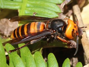 Vespa mandarinia Japonica - Japanese Giant Hornet - is the subspecies of Vespa mandarinia (Asian giant hornet) -- the world's largest hornet, native to temperate and tropical Eastern Asia.
