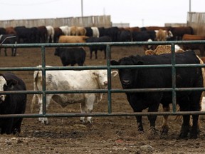 Cattle look out form a feedlot in Brooks, Alta., Wednesday, Oct. 10, 2012. Canadian livestock producers are suffering after COVID-19 outbreaks led to a series of closures and slowdowns at meat processing plants across the country.