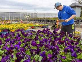 David Richardson, the nursery manager for London's Parkway Gardens fills an online order for pansies at their Gainsborough Road location Saturday, May 2, 2020.