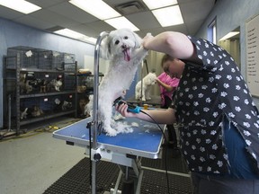 Owner Daiana Goldberger grooms a dog at You Lucky Dog Grooming during the COVID-19 pandemic in Mississauga on Tuesday, May 19, 2020. The Ontario government is allowing some services to reopen as part of phase one.