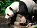 Er Shun, above, and Da Mao will be going home to China after the coronavirus pandemic left the Calgary Zoo struggling to source the massive bamboo stockpiles needed to feed the pandas.