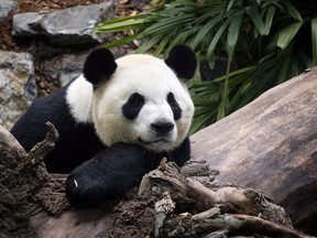 Da Mao, an adult male panda bear, hangs out at the Calgary Zoo