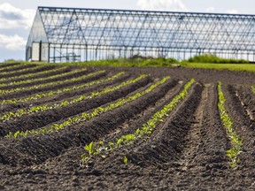 Crops are sprouting up on a farm near Mount Pleasant, Ontario in Brant County on Saturday May 30, 2020.