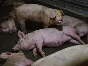 This file photograph taken on August 10, 2018, shows pigs resting in a pen at a pig farm in Yiyang county, in China's central Henan province.