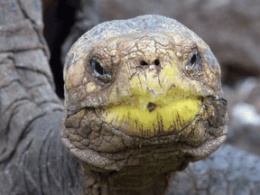 Diego in a tortoise breeding centre at the Galapagos National Park on Santa Cruz Island in September 2016.