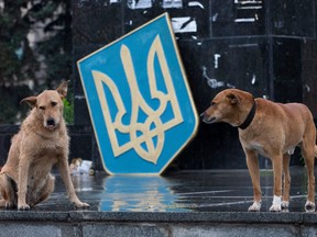 Dogs sit near a Ukrainian State emblem in the city of Slovyansk, Donetsk Region, eastern Ukraine Monday, July 7, 2014. The Canadian Food Inspection Agency is investigating after dozens of dogs were found dead or sick on a flight from Ukraine at a Toronto airport.