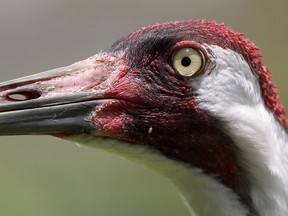 An adult whooping crane, a critically endangered species, is seen in captivity at the Audubon Nature Institute's Species Survival Center in New Orleans, Thursday, June 21, 2018. For the first time ever, Canadian biologists have come up with a list of plants, insects and animals that don't exist in any other country and many of them are in danger of extinction if they haven't died out already.