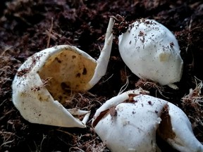 Researchers believe they have cracked the mystery of why the fossilized eggs of only a few types of dinosaurs have been found. Hatched eggshells from the common snapping turtle, seen in an undated handout photo, which researchers say are similar to the eggshell of certain dinosaurs. Researchers say that Protoceratops and Mussaurus eggs would have looked very similar to these snapping turtle eggshells after hatching.