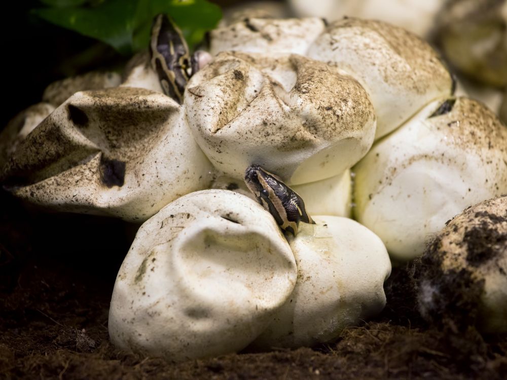 Scientists find 66-million-year-old sea lizard egg in Antarctica