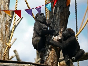 Gorillas Gernot and Alika look at rainbow bunting that is hung in celebration in the gorilla enclosure ahead of the reopening of London Zoo, after an extended lockdown due to the spread of the coronavirus disease (COVID-19) in London, Britain, June 14, 2020.
